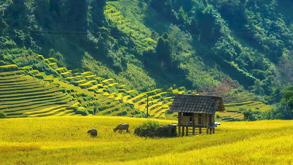 Sapa's golden season is one of the times when this land possesses the most impressive beauty of the year